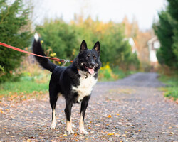 Собаки и кошки в добрые руки