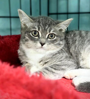 Собаки и кошки в добрые руки