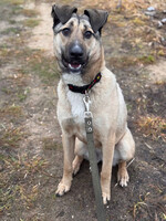 Собаки и кошки в добрые руки