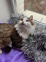 Собаки и кошки в добрые руки