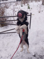 Собаки и кошки в добрые руки