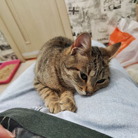 Собаки и кошки в добрые руки