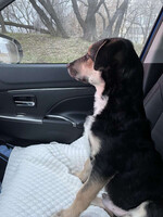 Собаки и кошки в добрые руки