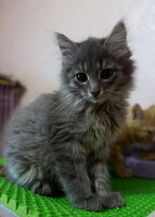 Собаки и кошки в добрые руки