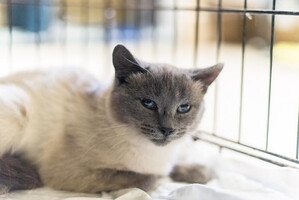 Собаки и кошки в добрые руки