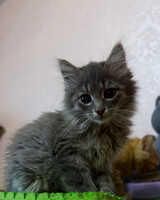 Собаки и кошки в добрые руки