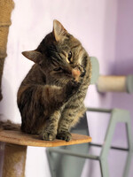 Собаки и кошки в добрые руки