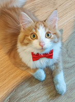 Собаки и кошки в добрые руки