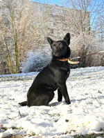 Собаки и кошки в добрые руки