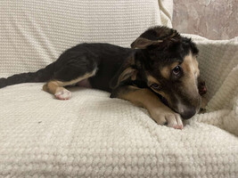 Собаки и кошки в добрые руки