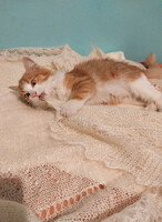 Собаки и кошки в добрые руки