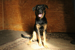 Собаки и кошки в добрые руки