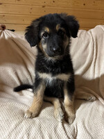 Собаки и кошки в добрые руки