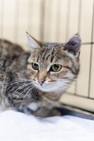 Собаки и кошки в добрые руки