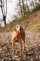 Собаки и кошки в добрые руки