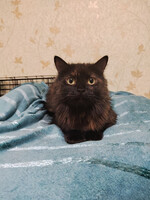 Собаки и кошки в добрые руки