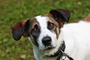 Собаки и кошки в добрые руки