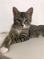 Собаки и кошки в добрые руки