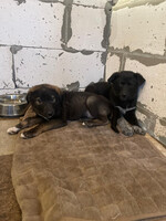 Собаки и кошки в добрые руки