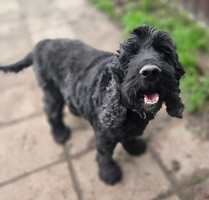 Собаки и кошки в добрые руки