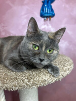 Собаки и кошки в добрые руки