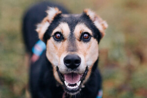 Собаки и кошки в добрые руки