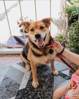 Собаки и кошки в добрые руки