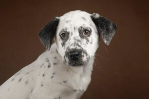 Собаки и кошки в добрые руки