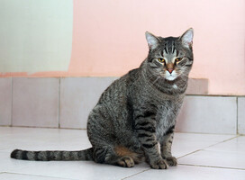 Собаки и кошки в добрые руки