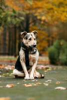 Собаки и кошки в добрые руки