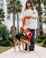 Собаки и кошки в добрые руки