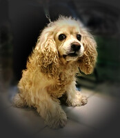 Собаки и кошки в добрые руки