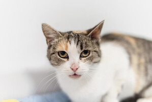 Собаки и кошки в добрые руки