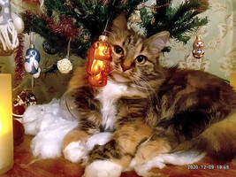 Собаки и кошки в добрые руки