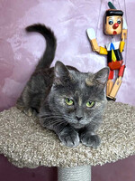 Собаки и кошки в добрые руки