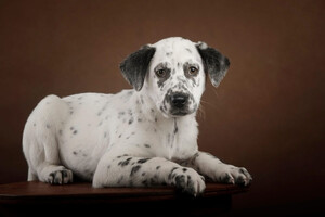 Собаки и кошки в добрые руки