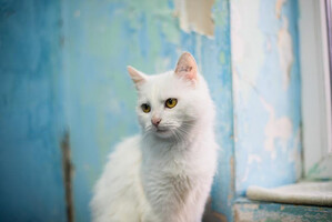 Собаки и кошки в добрые руки