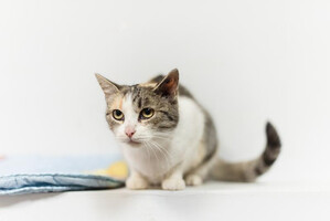 Собаки и кошки в добрые руки