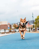 Собаки и кошки в добрые руки