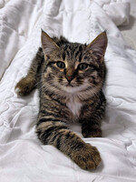 Собаки и кошки в добрые руки