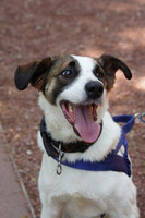 Собаки и кошки в добрые руки