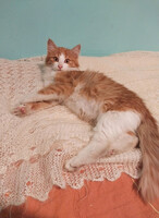 Собаки и кошки в добрые руки