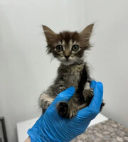 Собаки и кошки в добрые руки