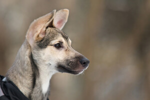 Собаки и кошки в добрые руки