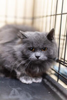 Собаки и кошки в добрые руки