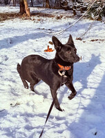 Собаки и кошки в добрые руки