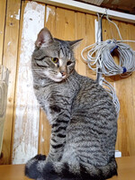 Собаки и кошки в добрые руки