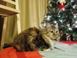 Собаки и кошки в добрые руки