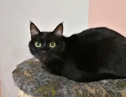 Собаки и кошки в добрые руки