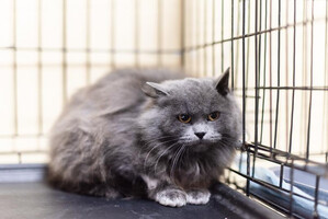 Собаки и кошки в добрые руки